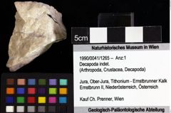 Foto (Objket + Etiketten) von Decapoda indet. 